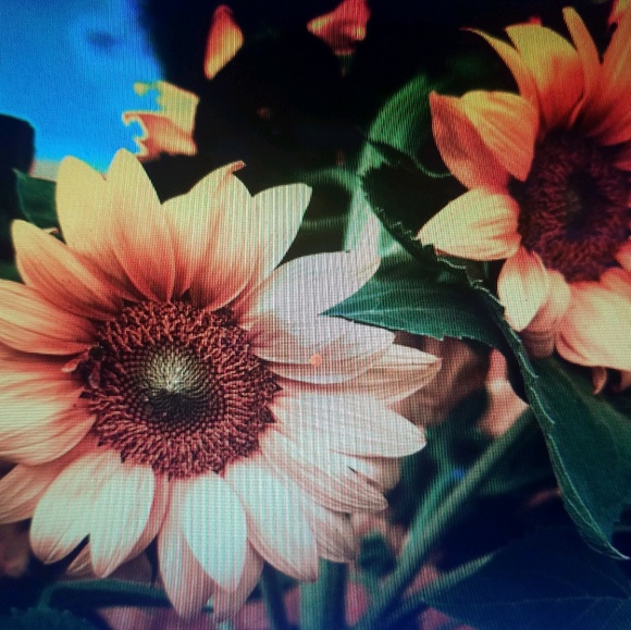 Meet your Posher, Monica - Picture 1 of 1